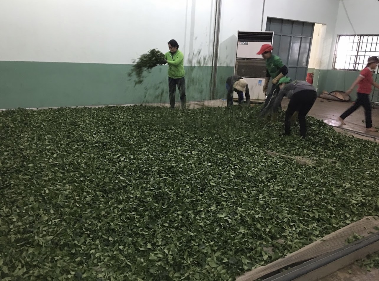 Workers drying tea